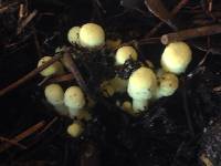 Leucocoprinus birnbaumii image