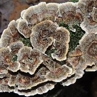 Trametes versicolor image