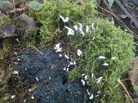 Xylaria hypoxylon image