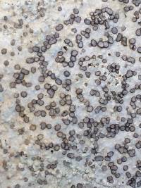 Porpidia albocaerulescens var. albocaerulescens image