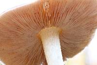 Pluteus cervinus image