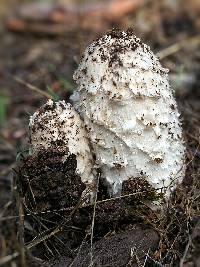 Coprinus comatus image
