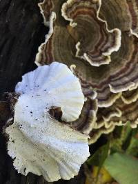 Trametes versicolor image