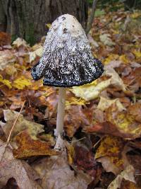 Coprinus comatus image