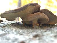Polyporus brumalis image