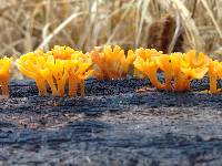 Dacryopinax spathularia image