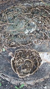 Trametes versicolor image