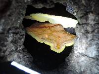 Laetiporus gilbertsonii image
