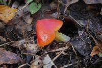 Media resource of Hygrocybe cuspidata