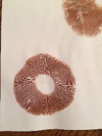 Volvariella gloiocephala image