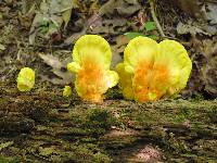 Laetiporus sulphureus image