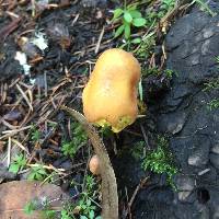 Hypholoma fasciculare image
