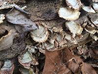 Stereum ostrea image