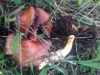 Leratiomyces ceres image