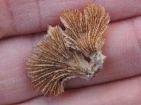 Schizophyllum commune image