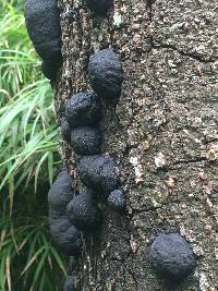 Annulohypoxylon thouarsianum image