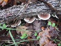 Trametes versicolor image