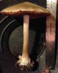 Volvariella gloiocephala image