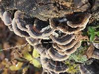 Trametes versicolor image