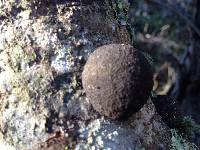 Annulohypoxylon thouarsianum image