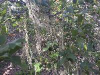 Ramalina menziesii image