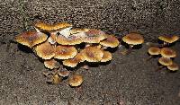 Armillaria mellea image