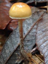 Hypholoma marginatum image
