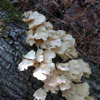 Pleurotus ostreatus image