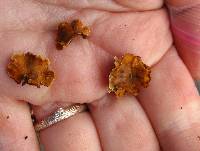 Stereum complicatum image