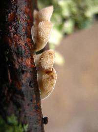 Poronidulus conchifer image