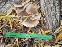 Pleurotus ostreatus image