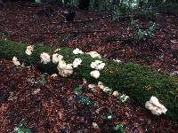 Pleurotus ostreatus image