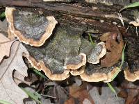 Trametes versicolor image