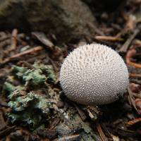 Lycoperdon perlatum image
