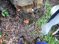 Flammulina velutipes image