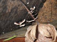 Trametes versicolor image
