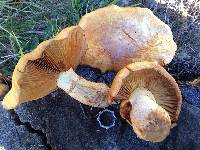 Thumbnail image of current specimen
