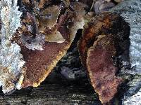 Phellinus gilvus image