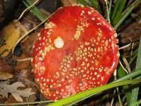 Amanita muscaria image