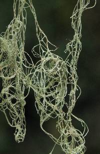 Ramalina menziesii image