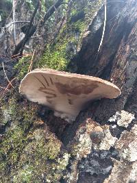 Ganoderma applanatum image