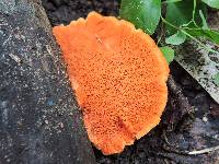 Pycnoporus cinnabarinus image