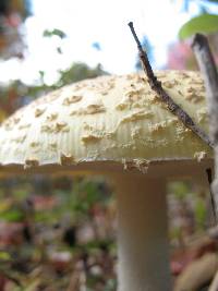 Amanita muscaria image