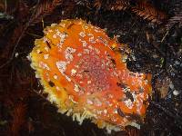 Amanita muscaria image