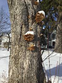 Pleurotus ostreatus image