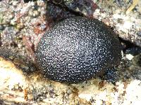 Annulohypoxylon thouarsianum image