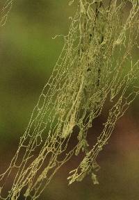 Ramalina menziesii image