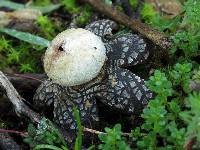 Astraeus hygrometricus image
