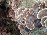 Trametes versicolor image