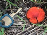 Leratiomyces ceres image